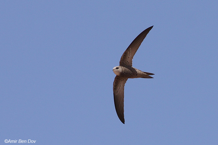   סיס חוורוור(חיוור) Pallid Swift Apus pallidus                                     גרופית,הערבה,אפריל 2009.צלם: אמיר בן דב